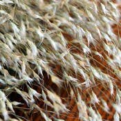 Dried Indian Rice | Grass