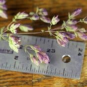 Dried Santa Cruz Oregano