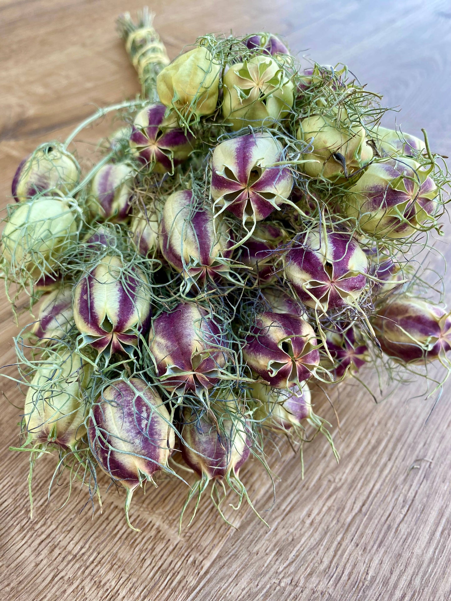Dried Nigella | Love in a Mist