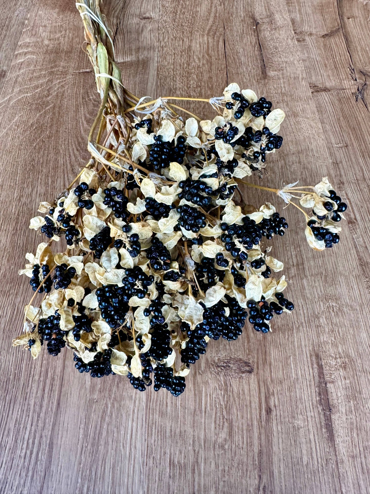 Dried Blackberry Lillies