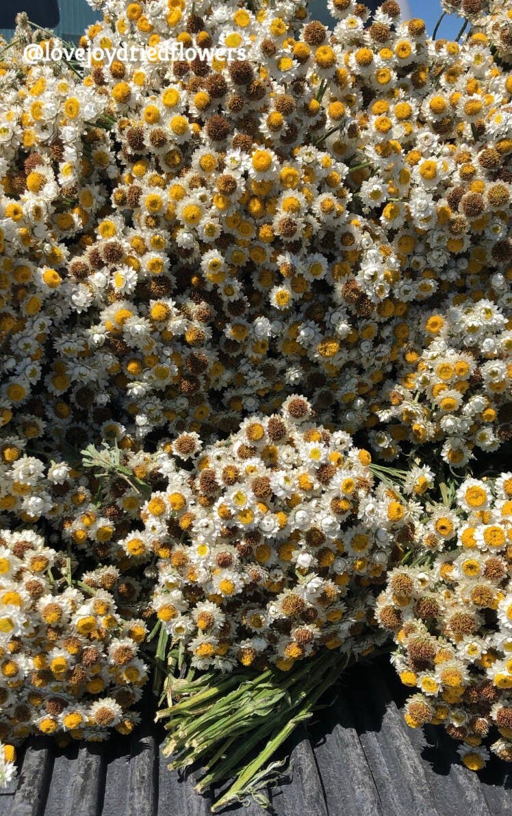 Dried Ammobium