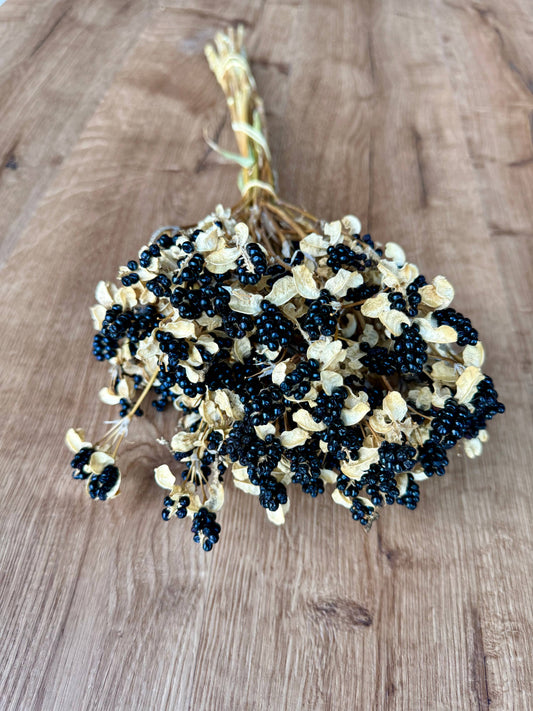 Dried Blackberry Lillies