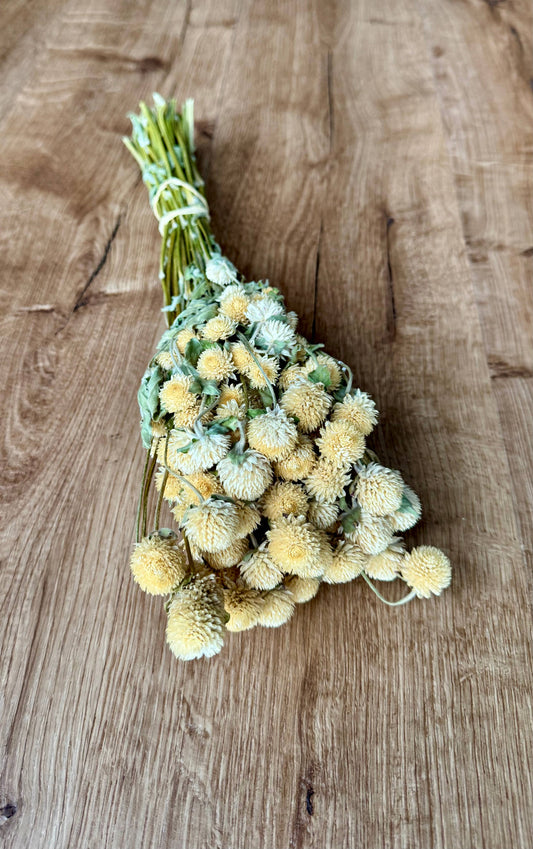 Dried Globe Amaranth | Cream