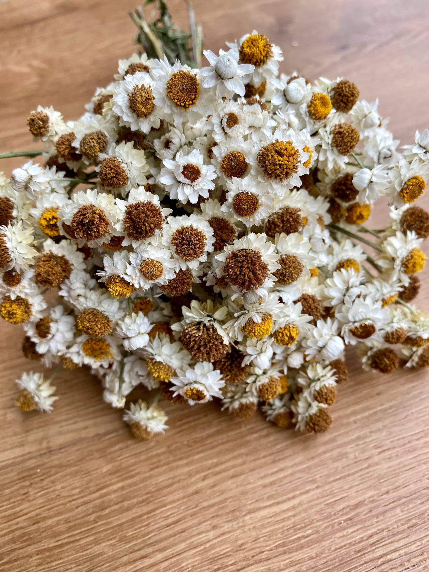 Dried Ammobium