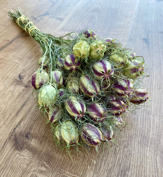 Dried Nigella | Love in a Mist