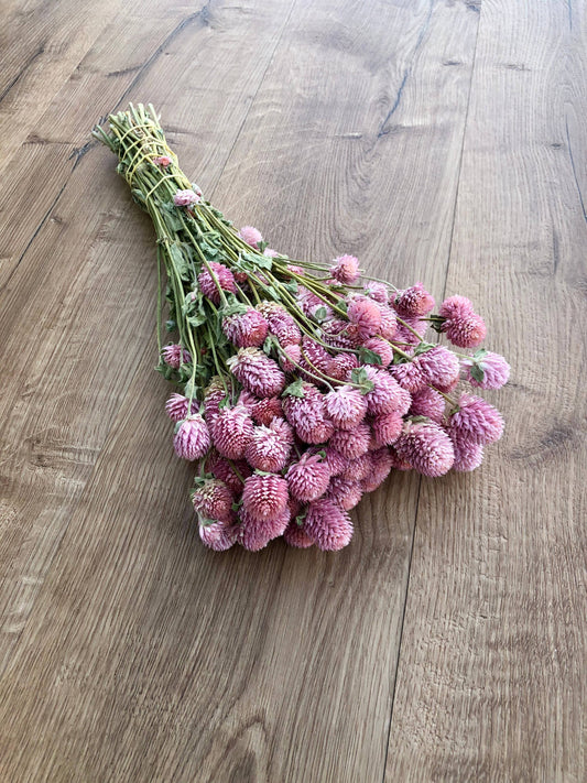 Dried Globe Amaranth | Rose Pink