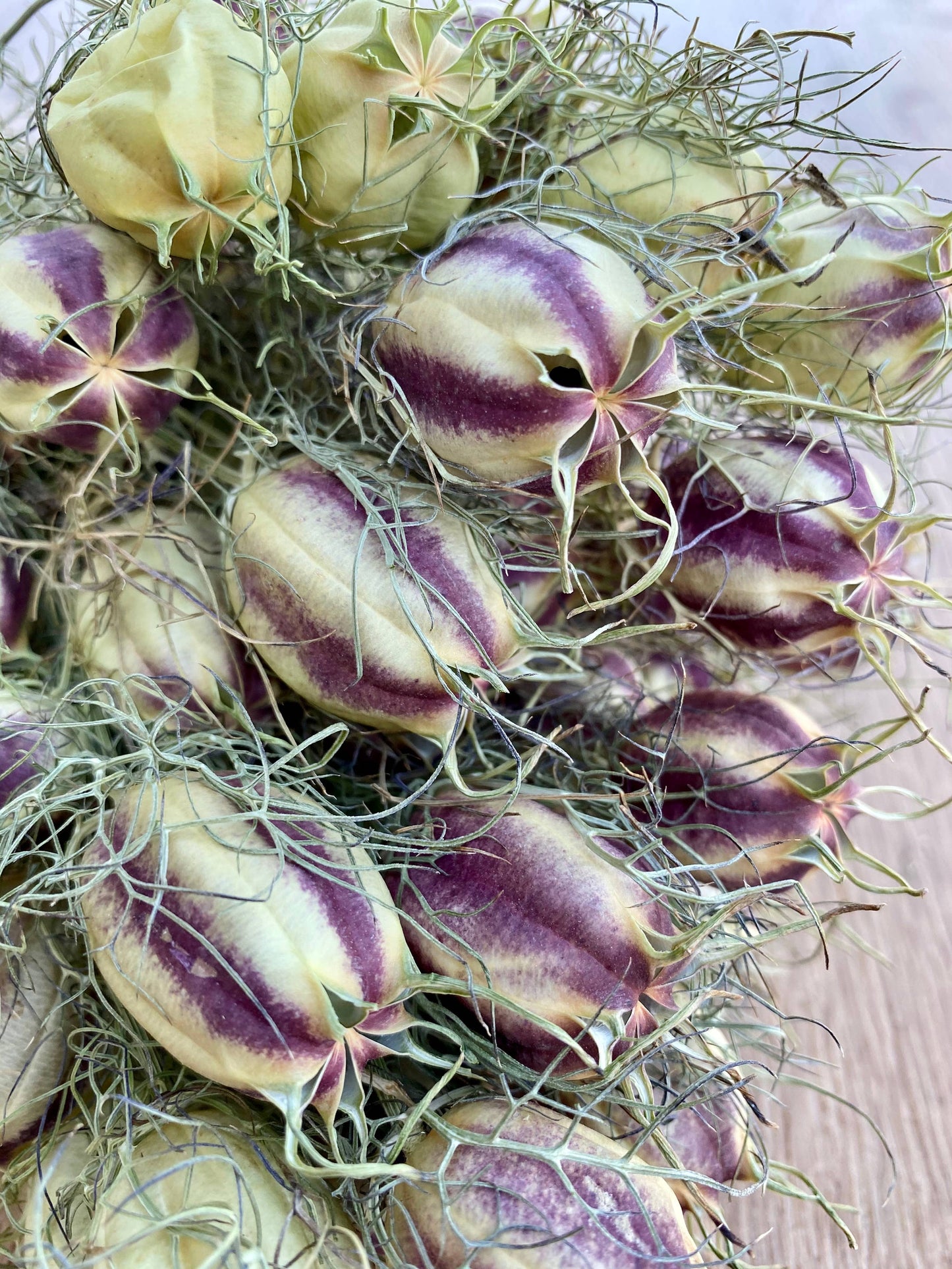 Dried Nigella | Love in a Mist
