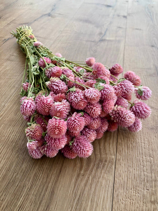 Dried Globe Amaranth | Rose Pink