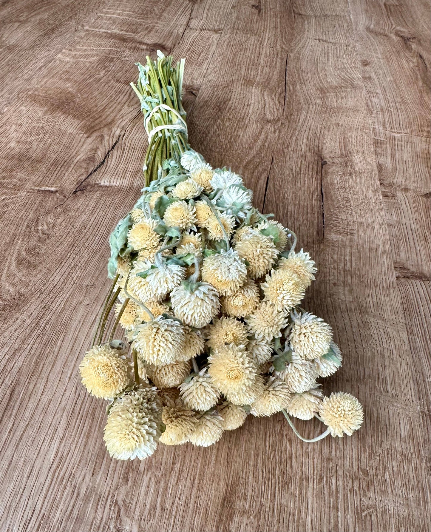 Dried Globe Amaranth | Cream