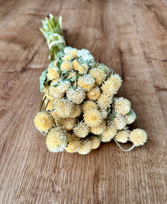 Dried Globe Amaranth | Cream