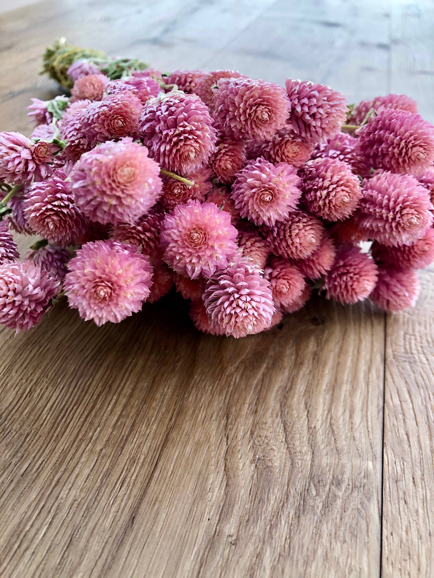Dried Globe Amaranth | Rose Pink