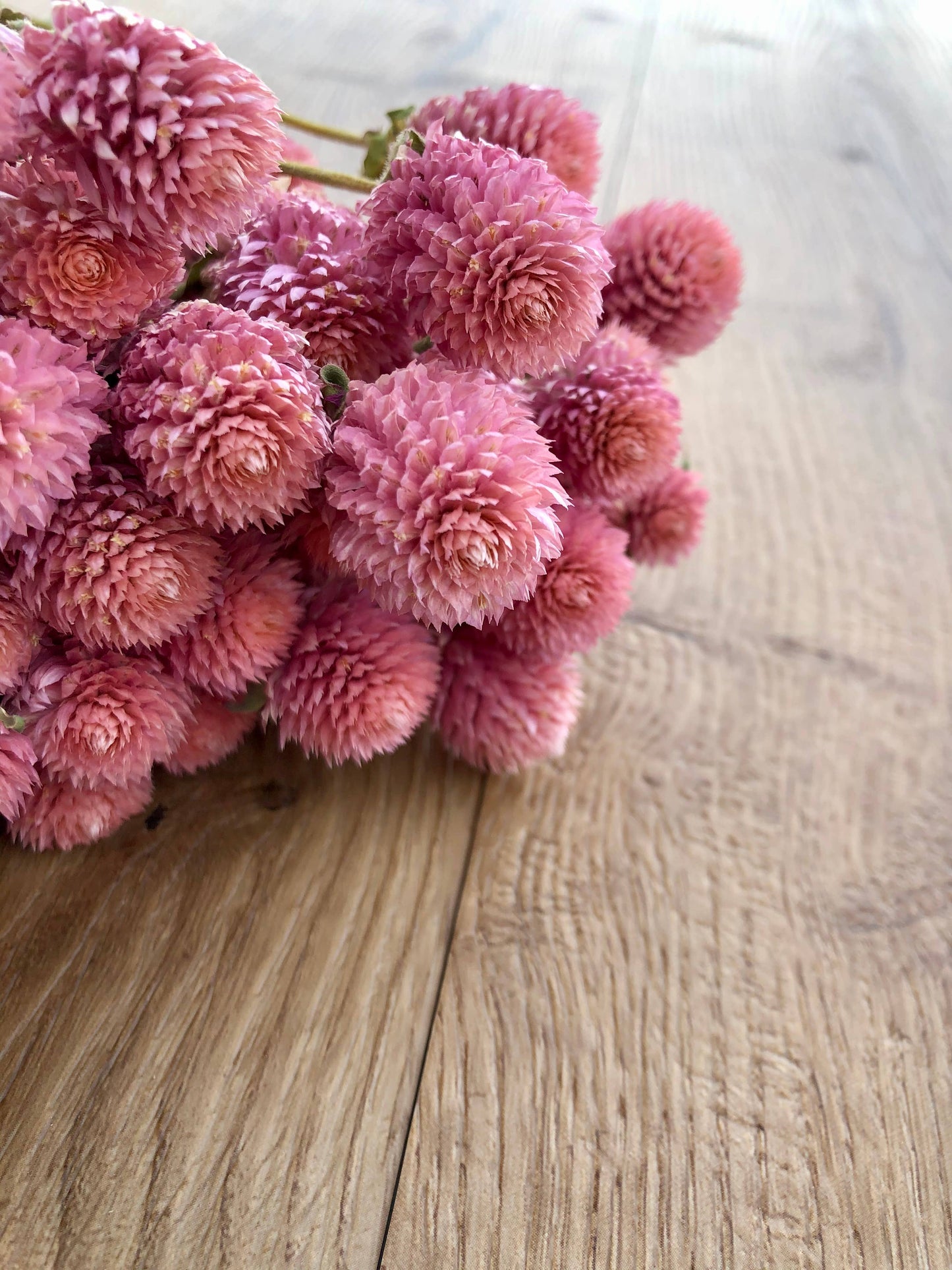 Dried Globe Amaranth | Rose Pink