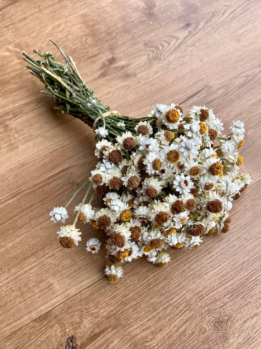 Dried Ammobium 
