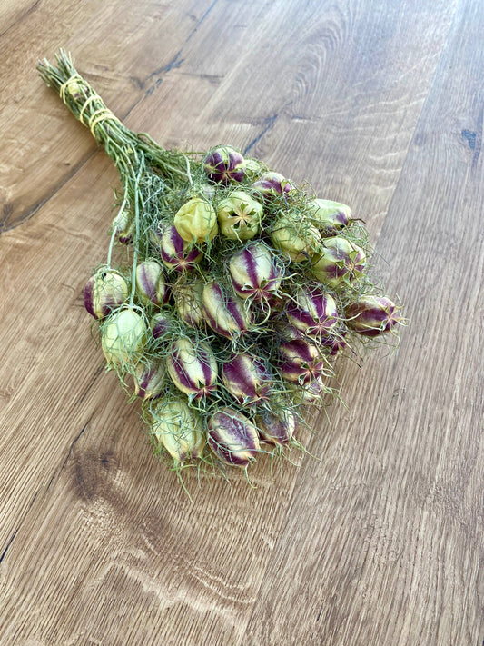 Dried Nigella | Love in a Mist