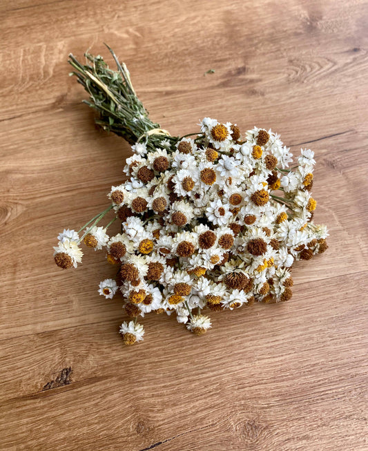 Dried Ammobium 