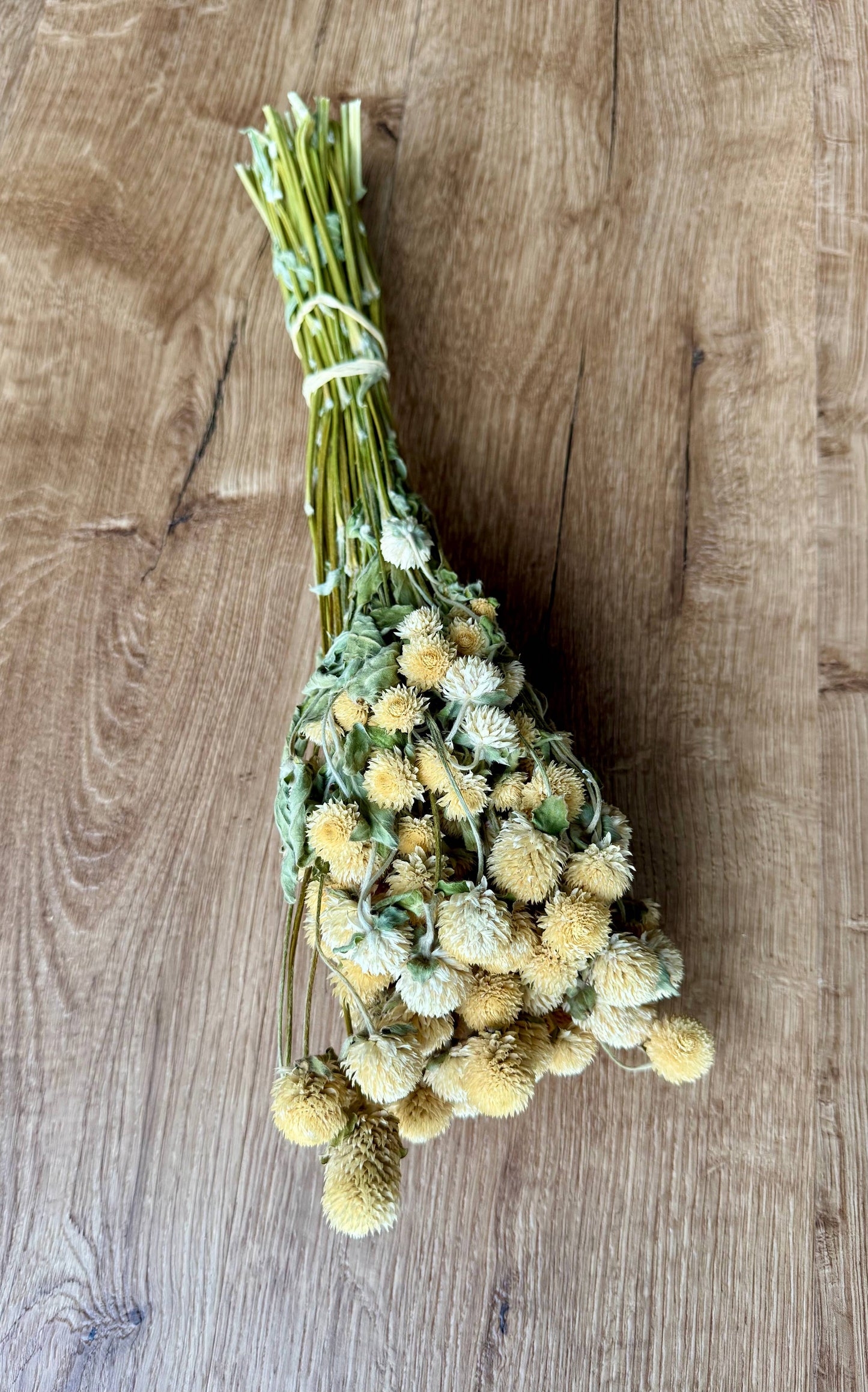 Dried Globe Amaranth | Cream
